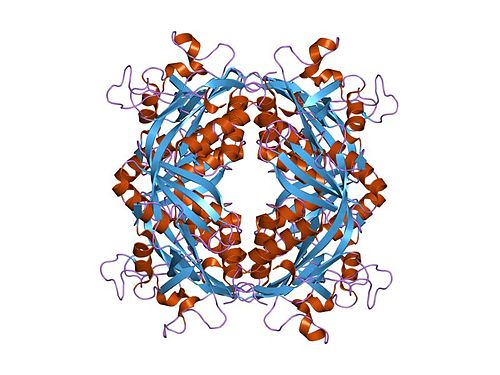 Formylmethanofuran—tetrahydromethanopterin N-formyltransferase